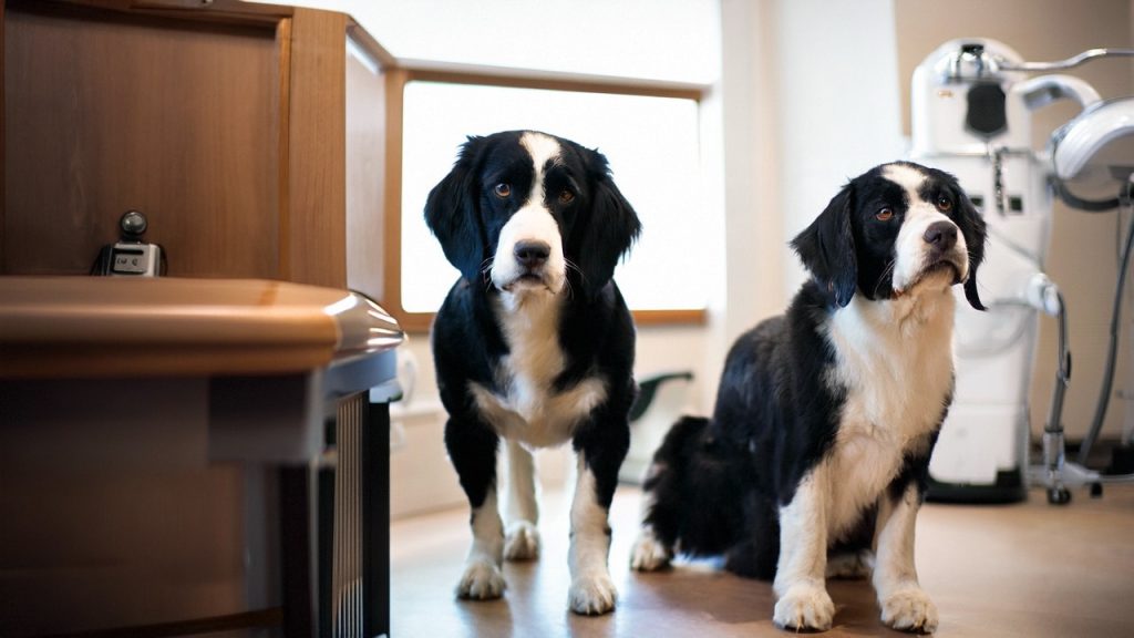 Osteosarcoma in dogs life expectancy