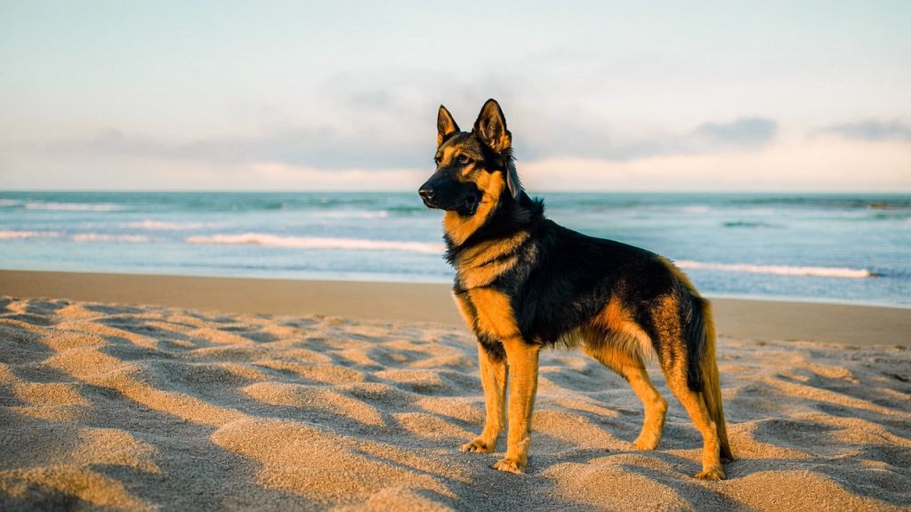 Symptoms of osteosarcoma in dogs