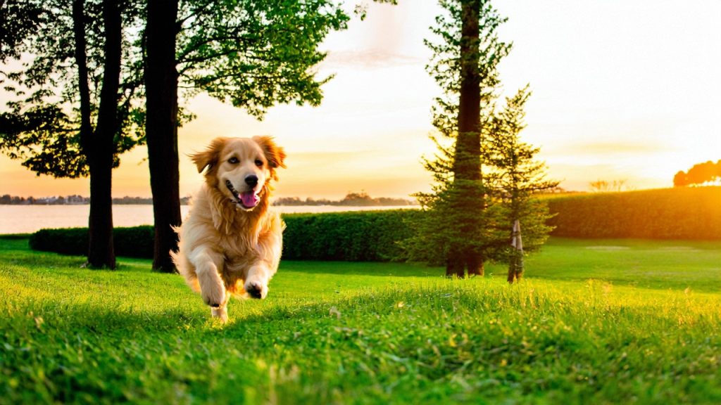 Warning signs final stages of osteosarcoma in dogs