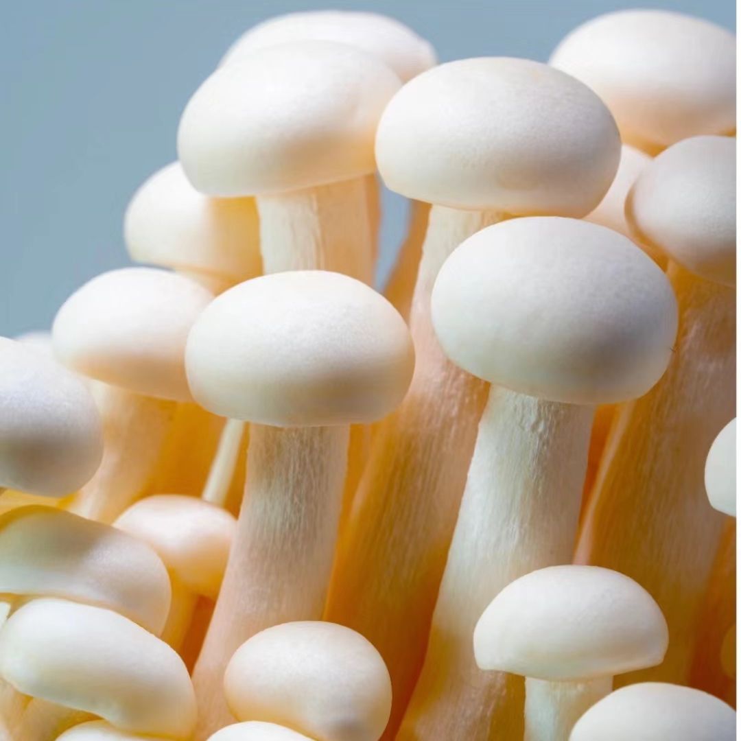 Seafood Mushroom